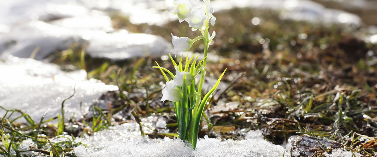 Flower blooming through snow in spring